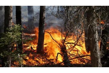 Stato di massima pericolosità per incendi boschivi